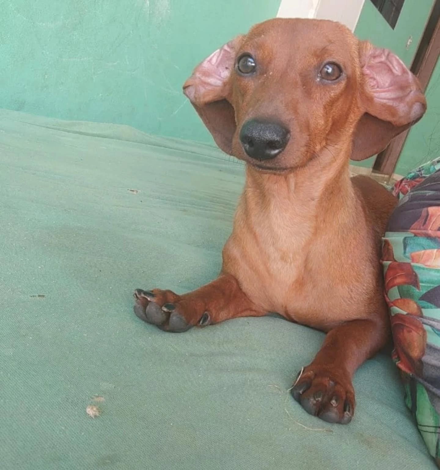 CACHORRO DESAPARECIDO EM SANTA FÉ- PR