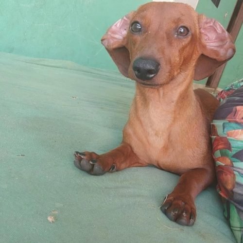CACHORRO DESAPARECIDO EM SANTA FÉ- PR