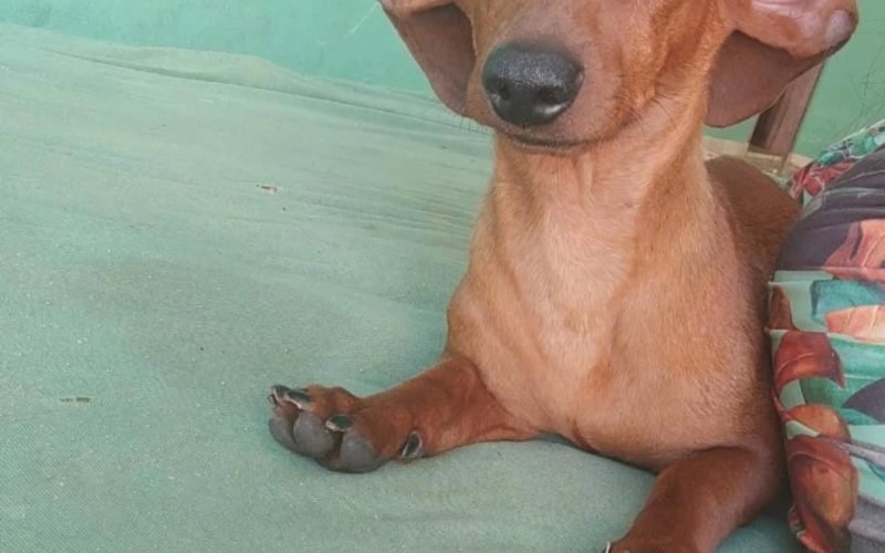 CACHORRO DESAPARECIDO EM SANTA FÉ- PR